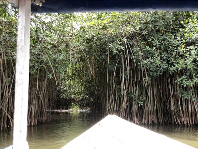 Salt lake river mangrove photo