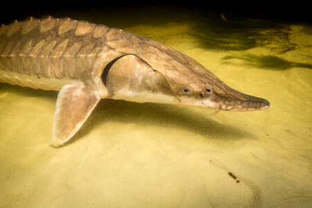 Gulf sturgeon-1