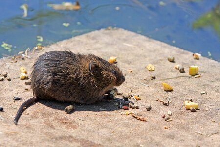 Pest nature food photo