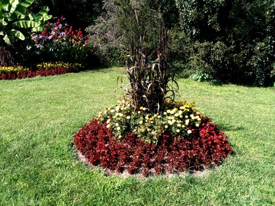 Backyard beautiful flowers blooming photo