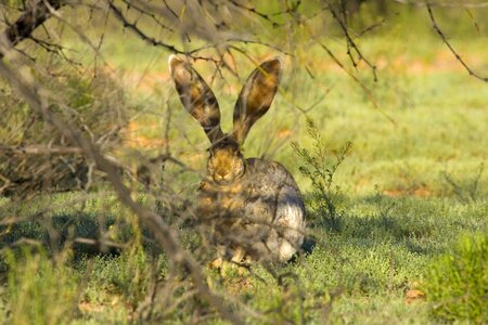 Bunny tree 