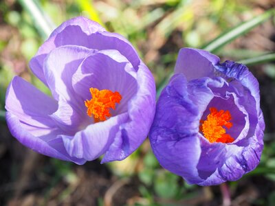 Violet purple colorful photo