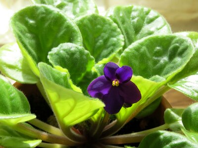 Plant violet flower house plant photo