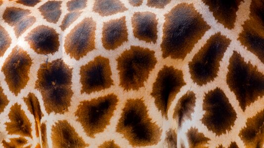 Africa wildlife background