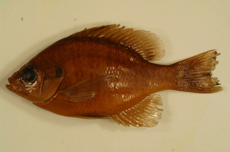 Lepomis macrochirus-1