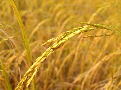 Agriculture barley cereal photo