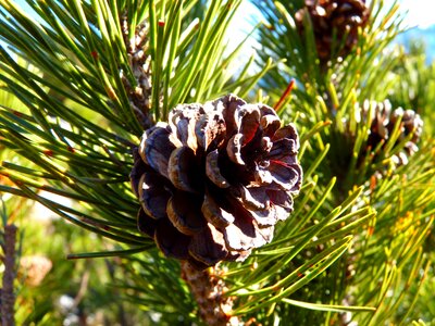 Tap pine nature