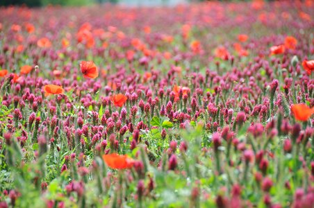 Field poppies flowers