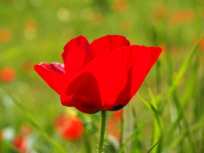 Red flower klatschmohn photo