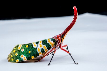 Proboscis long red