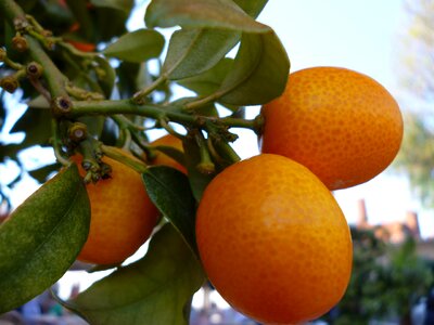 Orange tree fruits plant