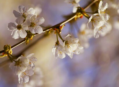 Macro garden flowers photo