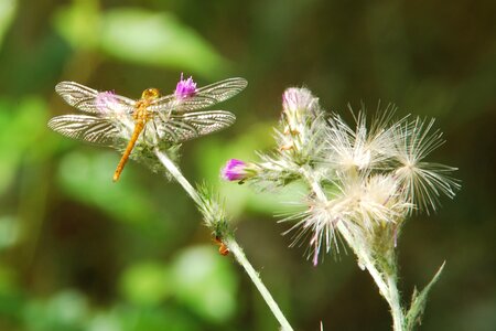 Insect thistle nature photo
