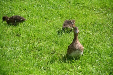 Bird fly wings photo