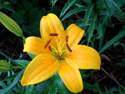 Flower blossom petal photo