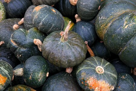 Large vegetables autumn