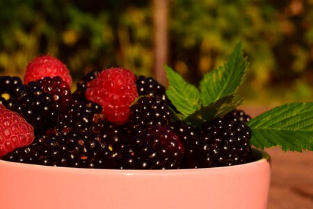 Beautiful Photo berry blackberry