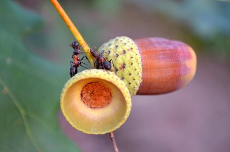 Macro ants acorns