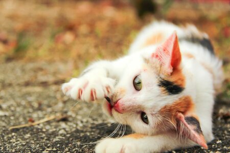 Kitten domestic feline