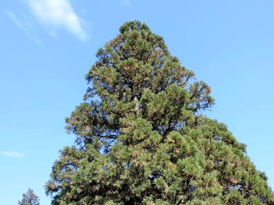 Conifers high pine photo
