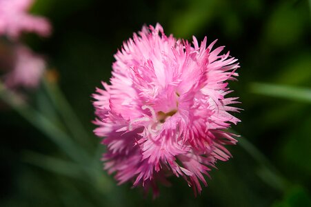 Pink fringed soft