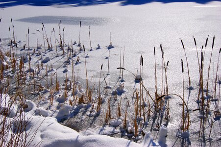 Lake frozen reed