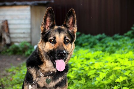 Pet animal pets