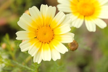Italy white yellow