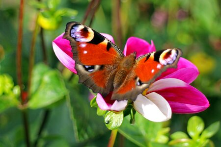 Butterflies edelfalter blossom photo