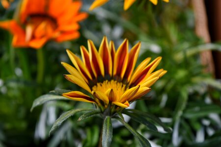 Petals plant nature photo