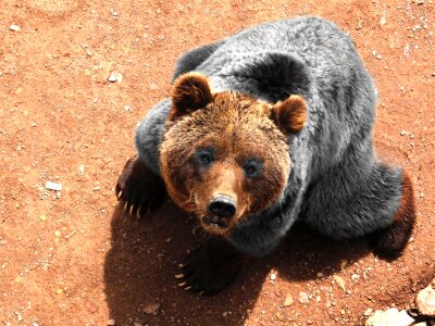 Fauna grizzly orange animals