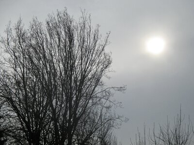 Sky branches sun foggy photo