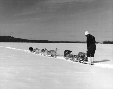 Dog sled team photo