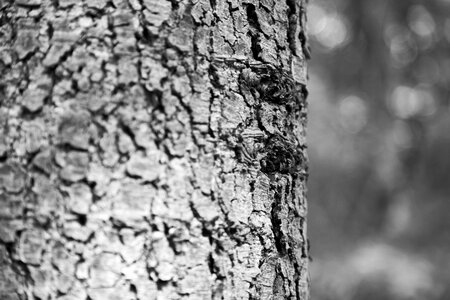 Memory tree wood plant