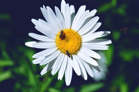 Beautiful Flowers biology bloom photo