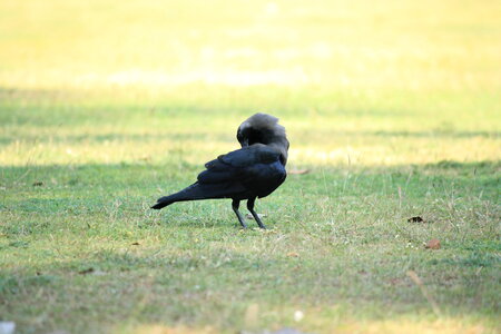 Crow Scratching photo