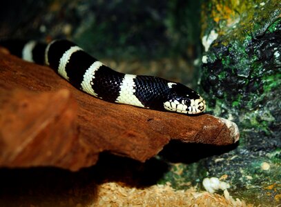 Lampropeltis getula mexico black and white striped