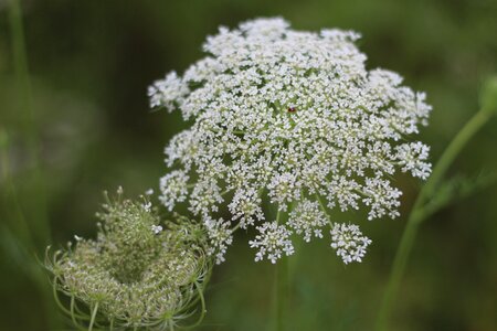 Dream wild flowers fresh