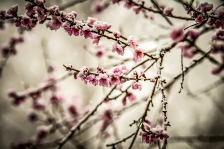 Bloom blossom botany