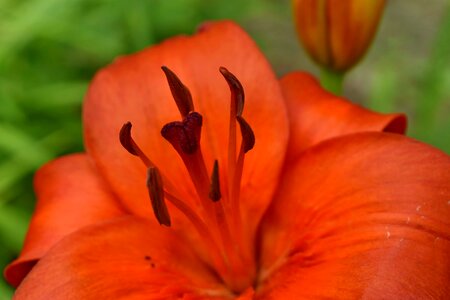 Detail horticulture lily photo