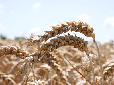Agricultural agriculture barley