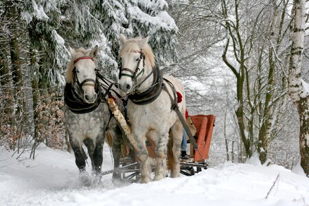 Snow forest horse photo