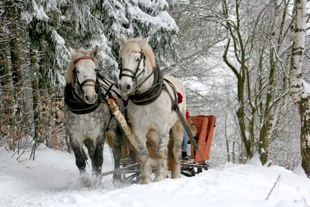 Snow forest horse