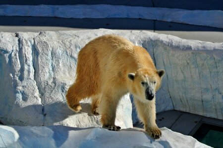 Wildlife wild zoology photo