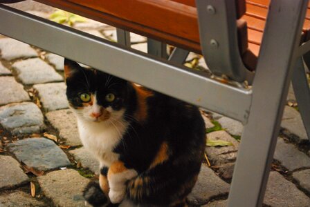 Calico Black White and Orange Cat Sitting Under a Chair photo