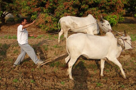 Furrowing india ox photo