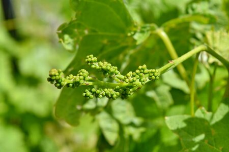 Grapevine green leaves vineyard