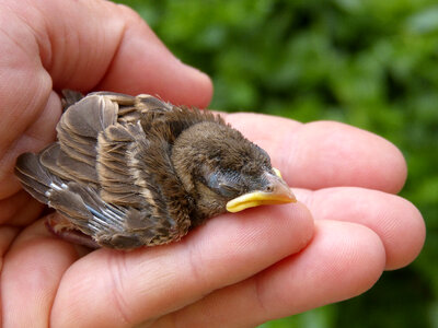 Baby Sparrow being held in hand photo