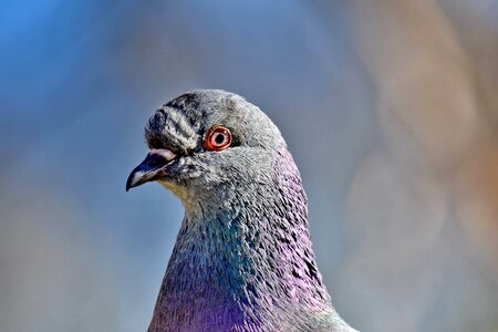 Animal beak close-up photo