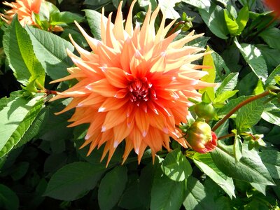 Beautiful Flowers biology bloom